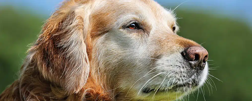 Diabetes Mellitus beim Hund