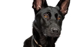 Epilepsie beim Hund