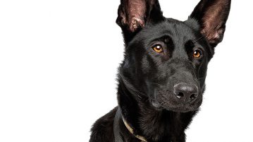 Epilepsie beim Hund
