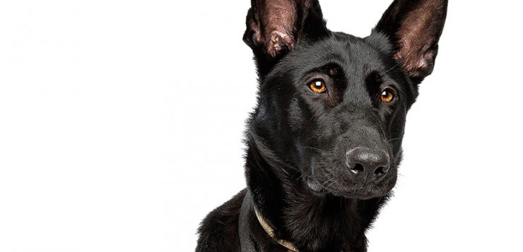 Epilepsie beim Hund