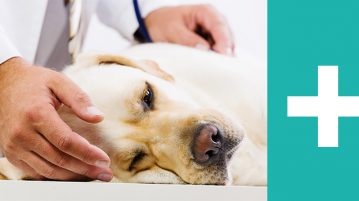 Erste Hilfe → Richtig handeln im Notfall Hund beim Tierarzt Erste Hilfe