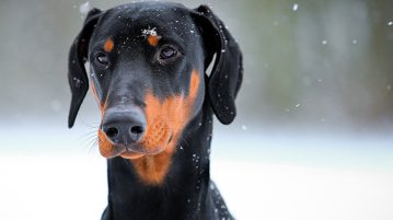 Harnsteine beim Hund