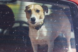 Hund Auto Hitzschlag