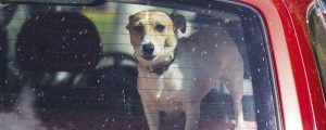 Hund im Auto