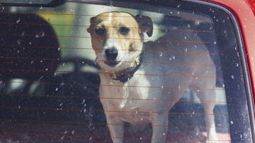 Hund Auto Hitzschlag