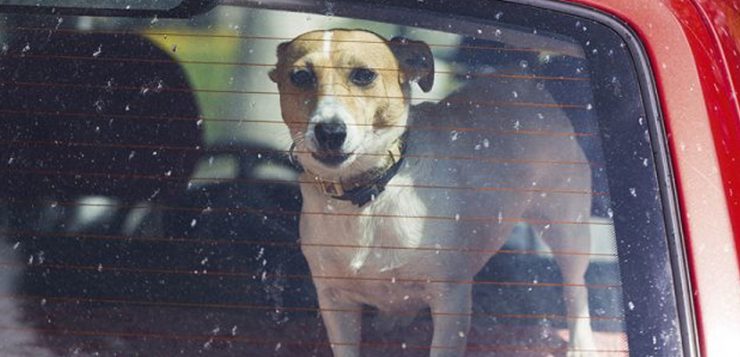 Hund Auto Hitzschlag