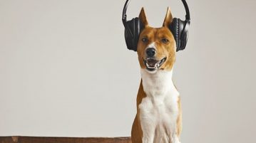 Hund hört Musik