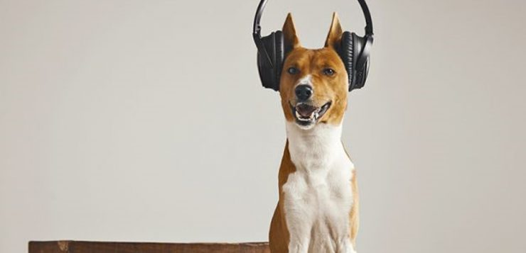 Hund hört Musik