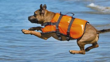 Schwimmwesten für Hunde