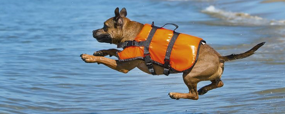 Schwimmwesten für Hunde