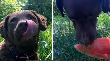 Melone als Snack für Hunde