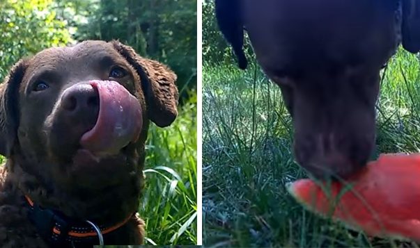 Melone als Snack für Hunde