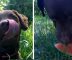 Melone als Snack für Hunde