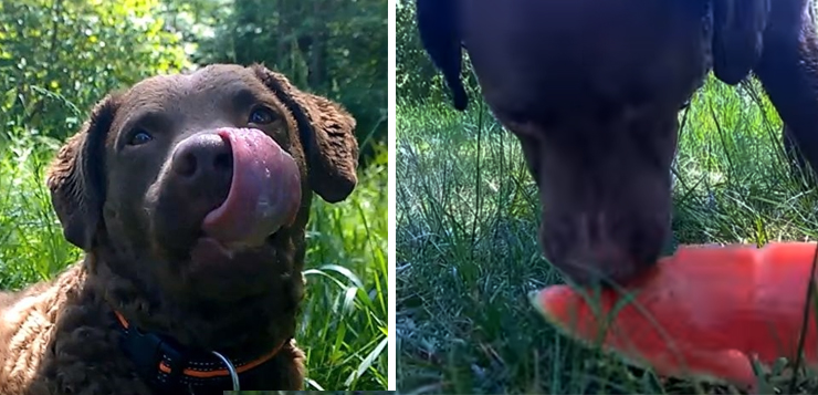 Melone als Snack für Hunde