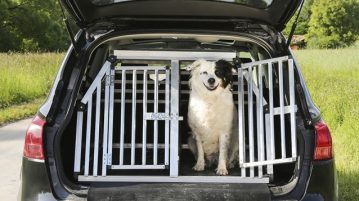 Hundebox für Kofferaum im Auto