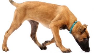 Bauchhoden bei jungen Hunden müssen entfernt werden