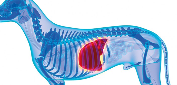 Erkrankungen der Leber Hunde behandeln &amp; richtig füttern
