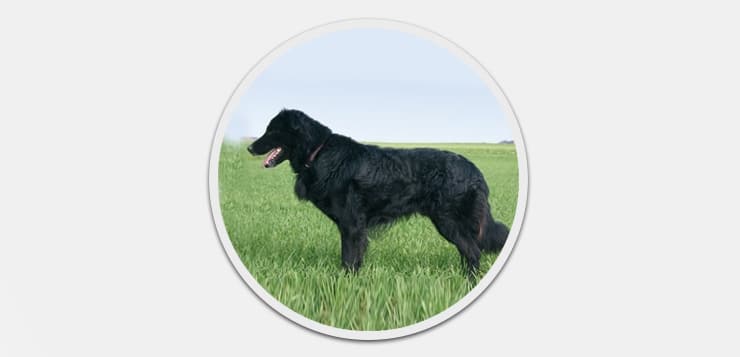 Mitteldeutscher Schwarzer Altdeutscher Hutehund Der Hund