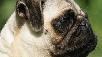 Schädel des Hundes: Formen hängen mit Genmutationen zusammen Schädel von Hunden