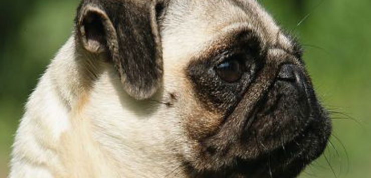 Schädel von Hunden