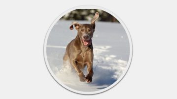 Weimaraner Weimaraner