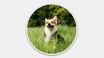 Welsh Corgi Pembroke Welsh Corgi Pembroke