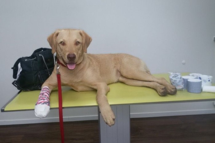 Achtung! Verletzungsgefahr für Hunde GetreideGrannen