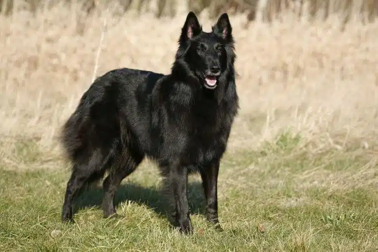 schwarzer belgischer Schäferhund Groenendael