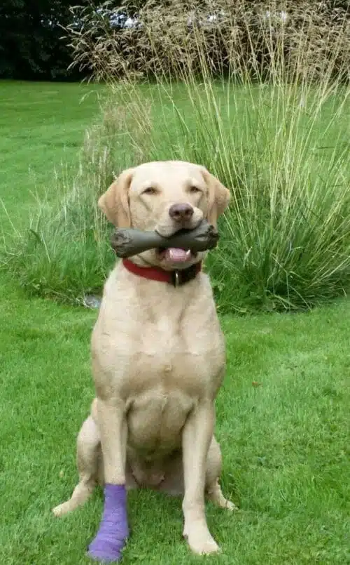 Hund mit Verband im Garten