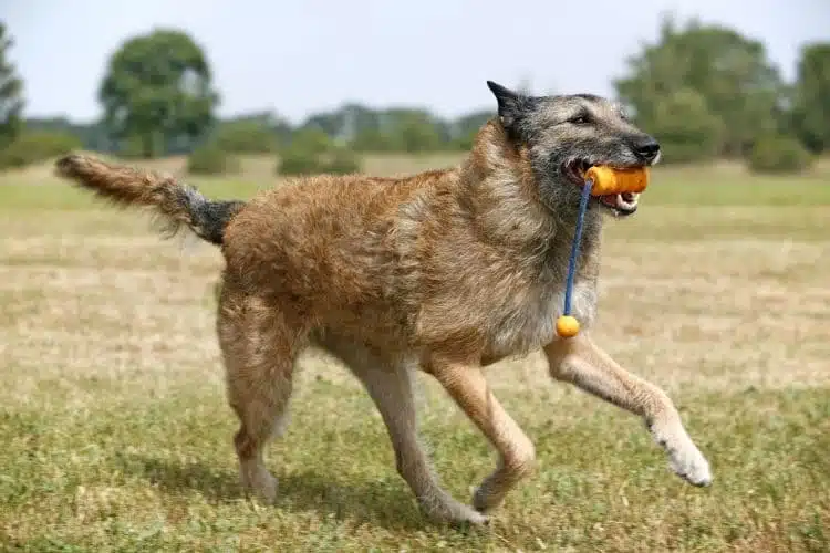 rauhaariger belgischer Schäferhund Laekenois