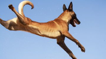Malinois springt in der Luft