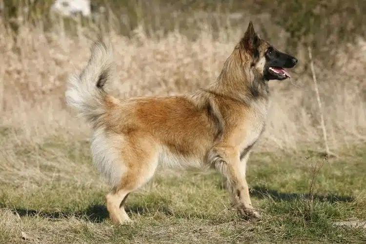 langhaariger belgischer Schäferhund Tervueren