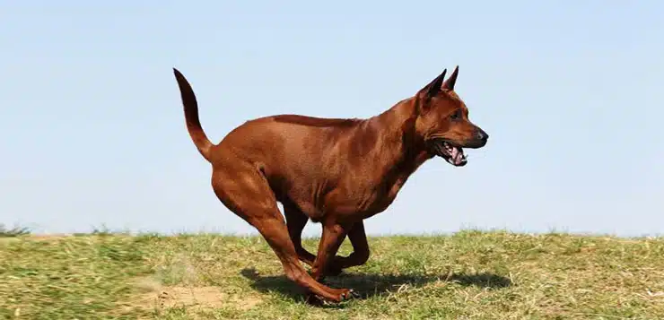 Thai-Ridgeback