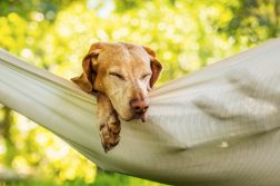 Gesund Sommer hitze Hund