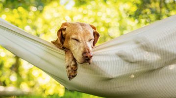 Gesund Sommer hitze Hund
