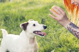 Hund möchte mit Ball spielen