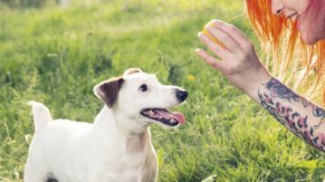 Hund möchte mit Ball spielen