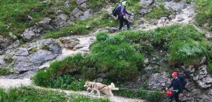 Die Hunde ziehen nach oben.