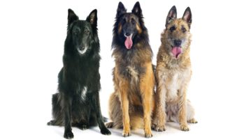 Groenendael, Tervueren und Laekenois sind Belgische Schäferhunde