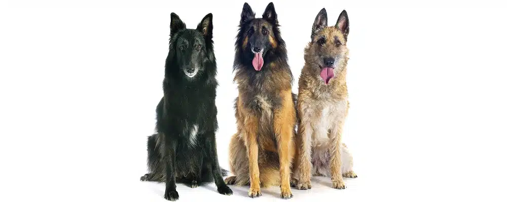 Groenendael, Tervueren und Laekenois sind Belgische Schäferhunde