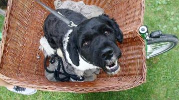 Hund sitzt im Lastenrad