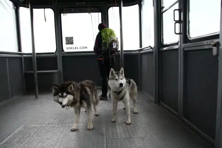 Bergbahn fahren mit Hund