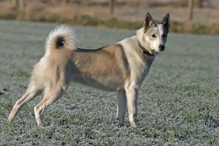 Der Westsibirische Laika gehört zu den ursprünglichsten Jagdhunden