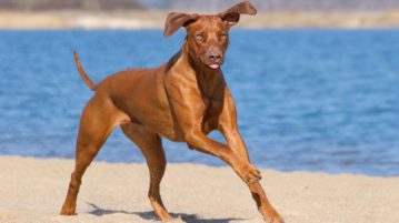 Rhodesian Ridgeback rennt am Strand