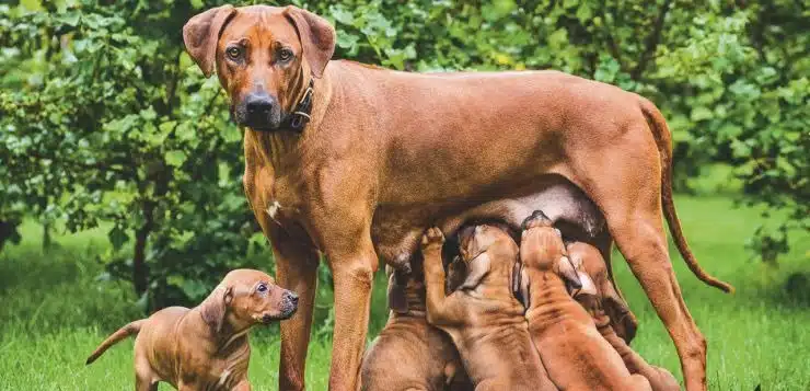 Mütter säugen Welpen im Liegen, Stehen und Sitzen