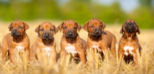 Rhodesian Ridgeback Welpen