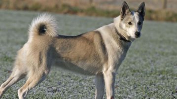Der westsibirische Laika sollte Wild wie Elch und Bär stellen