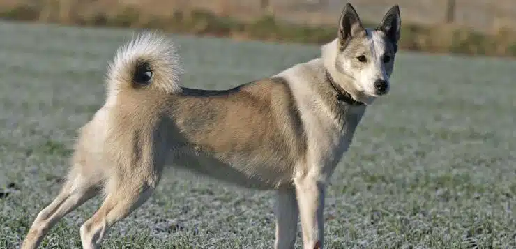 Der westsibirische Laika sollte Wild wie Elch und Bär stellen