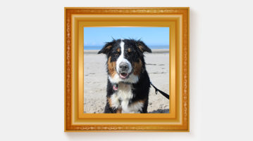 Leserfoto Australian Shepherd Madox
