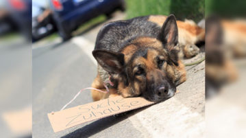 Ausgesetztes Tier gefunden ➨ So kannst du helfen ausgesetzter Hund wartet am Straßenrand